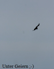 Unter Geiern ;-)